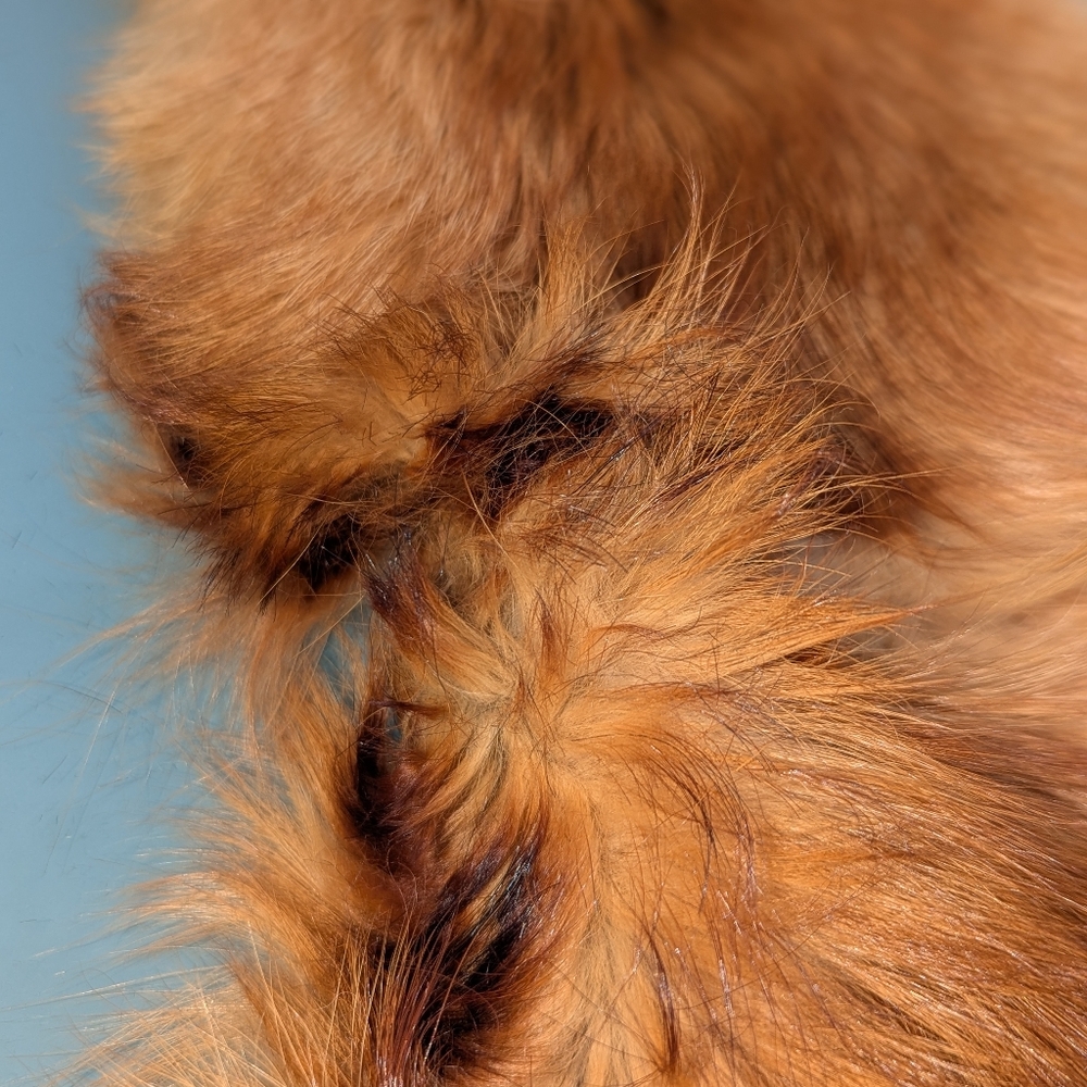 Red Fox Fur Pelt - Tanned Taxidermy, Oddities, Man Cave, Hunting Cabin Decor - Picture 8 of 14
